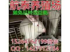 安徽肉兔最大最正規(guī)養(yǎng)殖基地,種兔多少錢一只