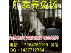 小型獺兔養(yǎng)殖場(chǎng)養(yǎng)殖前景與投資效益分析