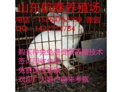 河南新鄉(xiāng)市正規(guī)獺兔養(yǎng)殖基地有嗎