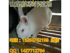 航泰現(xiàn)在獺兔市場價格分析資料/獺兔多少錢一斤