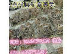 【雜交野兔】現(xiàn)在的一只小野兔苗大概能賣多少錢