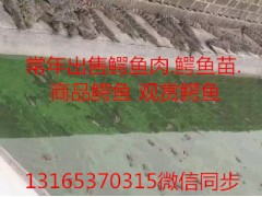 哪里有賣鱷魚苗的 鱷魚苗價(jià)格多少錢一條