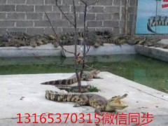 鱷魚肉多少錢一斤 鱷魚肉批發(fā)零售