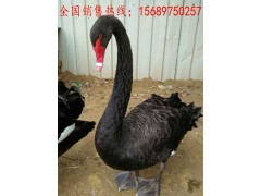 河北省什么地方出售黑天鵝哪里能買到黑天鵝