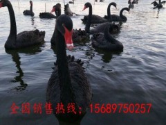 廣西省什么地方出售黑天鵝哪里能買(mǎi)到黑天鵝