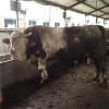 養(yǎng)牛50頭牛能賺多少錢