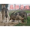 吉林省延邊朝鮮族自治州純種的中華狼青犬幼崽