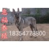 黑龍江省牡丹江市日本狼青犬幼犬