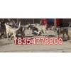 河北省張家口市今日狼青犬價(jià)格
