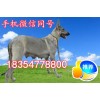 黑龍江省伊春市今日狼青犬價(jià)格