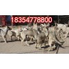 江蘇省宿遷市今日狼青犬價(jià)格