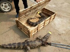 四川哪里有賣鱷魚苗的 鱷魚苗價格多少錢一條