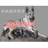 廣西壯族自治區(qū)柳州市哪里有賣狼青犬的