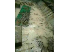 上海哪里有賣鱷魚肉的 鱷魚肉批發(fā)多少錢一斤