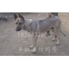 內(nèi)蒙古自治區(qū)鄂爾多斯市狼青犬一般多少錢