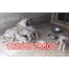 吉林省白城市日本狼青犬幼崽