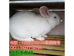 看江蘇兔子價(jià)格行情 養(yǎng)殖肉兔市場(chǎng)前景優(yōu)先