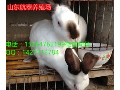 山東哪里養(yǎng)兔場多 正規(guī)的養(yǎng)兔公司有哪幾家