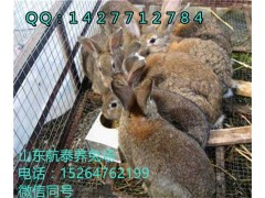 湖北大型養(yǎng)兔基地 襄陽肉兔養(yǎng)殖場(chǎng)