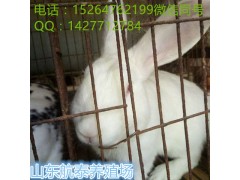 山東最近獺兔價(jià)格行情