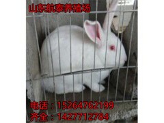 廣東長毛兔肉養(yǎng)殖場,南寧長毛兔價格比去年高