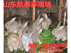 2018年在農(nóng)村開個(gè)養(yǎng)兔廠賺錢嗎?需要投資多少錢?