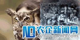 日本科学家的AI读心术：解码脑电波，还原你心中所想