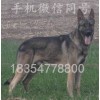 山東省菏澤市純種的狼青犬