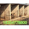 河南省許昌市中華狼犬