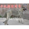 湖北省武漢市純種的狼青犬