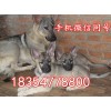 湖南省岳陽市純種的狼青犬