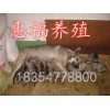 廣東省韶關(guān)市中華狼犬