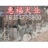 廣西壯族自治區(qū)玉林市純種的狼青犬