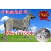 四川省內(nèi)江市純種的狼青犬