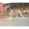四川省阿壩藏族羌族自治州中華狼犬
