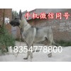 山西省朔州市狼青犬
