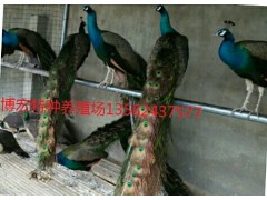 哪里有出售孔雀的養(yǎng)殖場