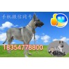 河北省秦皇島市日本狼青犬