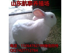 廣東省肉兔多少錢一斤？廣東廣州肉兔價(jià)格行情分析