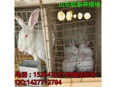 黑龍江今日兔價(jià)網(wǎng)-黑龍江肉兔價(jià)格多少錢(qián)一斤-小兔苗批發(fā)價(jià)格