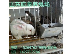 中國(guó)最大兔子養(yǎng)殖基地,山西肉兔價(jià)格分析,供應(yīng)優(yōu)質(zhì)肉兔品種