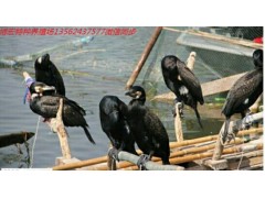 郊區(qū)哪里賣魚鷹鸕鶿