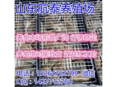 建設一個現(xiàn)代化的養(yǎng)兔場需要多少錢