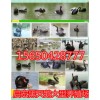 賣黑天鵝在什么地方什么地方有賣黑天鵝的出售黑天鵝