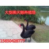 哪里有出售黑天鵝的黑天鵝多少錢一對(duì)