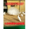 什么地方有銷售藍(lán)孔雀的孔雀哪里有出售的