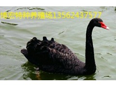 我想買黑天鵝.哪里有賣黑天鵝的
