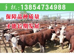 哪里的牛便宜