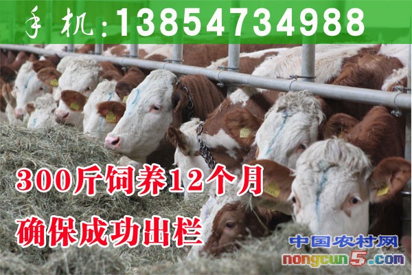 肉牛犢出售品種分類