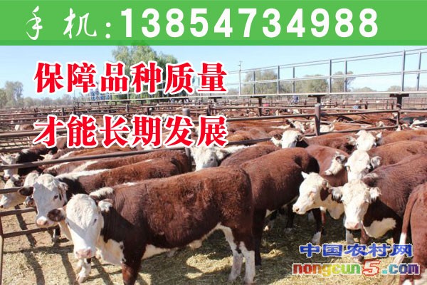 黃牛養(yǎng)殖場(chǎng)展示
